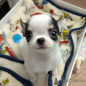 Дополнительные фото: У вас красивые собаки. Я люблю чихуахуа, свяжитесь с WhatsApp Business