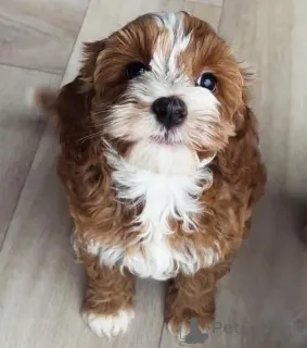 Фото №3. Urocze szczenięta rasy Labradoodle szukają kochającego domu!.  Польша