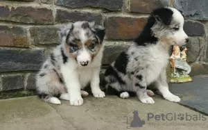 Фото №3. В 1 Woche Abholbereite Border-Collie-Welpen.  Германия