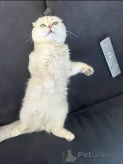 Фото №2 к объявлению №157770 о продаже британская короткошёрстная - купить в Франции частное объявление