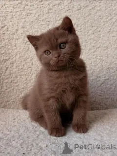 Фото №3. Красивые британские короткошерстные котята уже в продаже. Германия