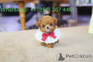 Фото №4. Продажа пуделя (той) в Бойсе заводчик - цена договорная