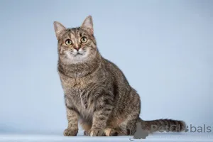 Дополнительные фото: Кошечка Забава очень ждет добрых и заботливых хозяев.