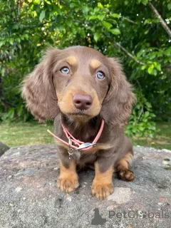 Фото №2 к объявлению №158456 о продаже таксу - купить в Италии заводчик