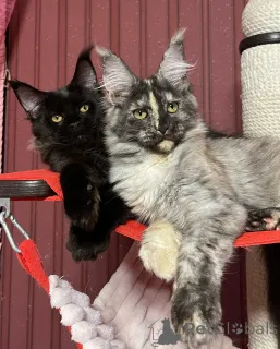 Фото №4. Продам мейн-куна в Брайтон и Хов заводчик - цена договорная