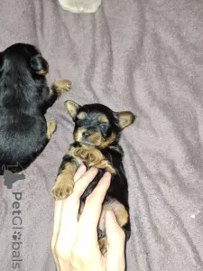 Дополнительные фото: Чистокровные щенки Йоркширского Терьера