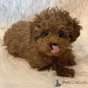 Фото №3. Очаровательные щенки золотистого ретривера на усыновление.  Польша