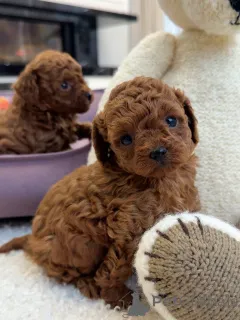 Фото №2 к объявлению №156540 о продаже пуделя (той) - купить в Германии заводчик