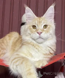 Фото №1. мейн-кун - купить в Белэр за 62908₽. Объявление №161670