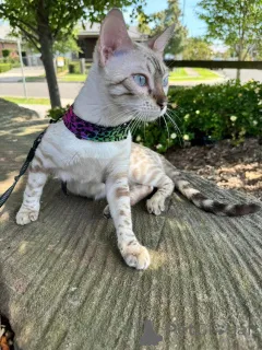 Фото №2 к объявлению №152643 о продаже бенгальская - купить в Швейцарии частное объявление