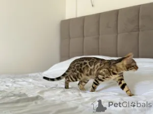 Дополнительные фото: Шикарные Бенгальские котята