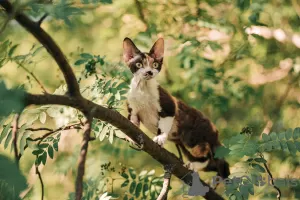 Фото №3. Devon rex. Россия