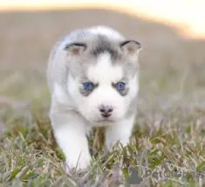 Фото №3. Preciosos cachoros de Husky Siberiano en Venta.  Испания