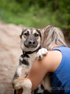 Дополнительные фото: Киви тихий парень с большим сердцем ищет дом.
