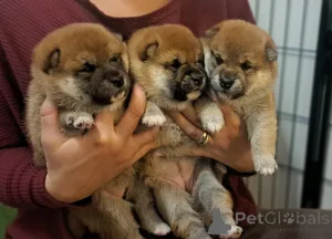 Дополнительные фото: Объявление о помете Сиба-Ину FCI.