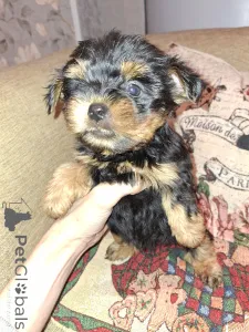 Дополнительные фото: Чистокровные щенки Йокрширского Терьера. 