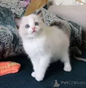 Фото №3. Мьютавана рэгдолл-пентуя. Финляндия