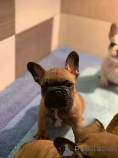 Дополнительные фото: Французский бульдог Од Куче Дон