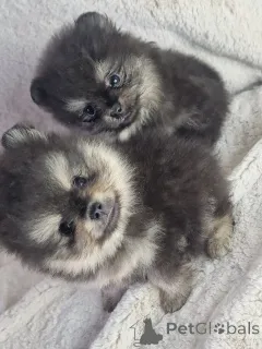 Фото №4. Продажа померанского шпица в Одессе из питомника - цена 92767₽