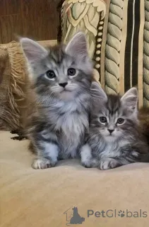 Фото №4. Продам мейн-куна в Амстердам частное объявление, заводчик - цена 64937₽