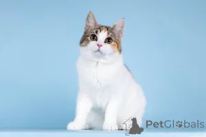 Фото №4. Продам  в Химках частное объявление - цена Бесплатно