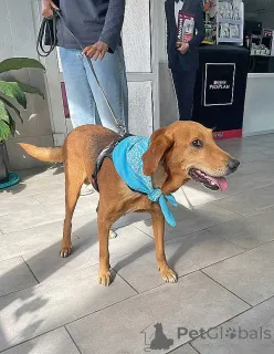 Дополнительные фото: Добрый, нежный песик Рыжулик, метис Русской Гончей в дар