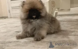 Дополнительные фото: Pomeranski Mini Shpic Pomeranian Spitz Померанские Мини шпицы