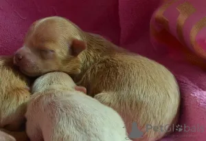 Дополнительные фото: МАЛЬТІПУ д.н. 21.04.2026. Окрас карамель.