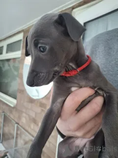 Фото №1. левретка - купить в Bietigheim-Bissingen за договорная. Объявление №162696