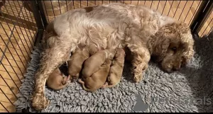 Фото №2 к объявлению №8011 о продаже пуделя (карликового) - купить в Германии 