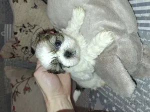 Дополнительные фото: Идеальные чистокровные щенки Ши-Тцу.
