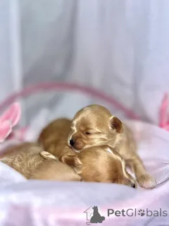 Фото №2 к объявлению №163303 о продаже мальтипу - купить в Объединенных Арабских Эмиратах частное объявление