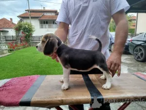Дополнительные фото: Beagle щенки на продажу