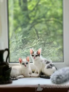 Фото №1.  - купить в Москве реке за Бесплатно. Объявление №145400