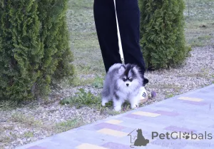 Фото №3. Щенки Помски микро.  Россия