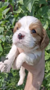 Фото №1. американский кокер-спаниель, английский кокер-спаниель, английский спрингер-спаниель, вельш-спрингер-спаниель, ирландский водяной спаниель, кавалер-кинг-чарльз-спаниель, кинг-чарльз-спаниель, кламбер-спаниель, русский охотничий спаниель, тибетский спаниель - купить в Риге за 74214₽. Объявление №145734