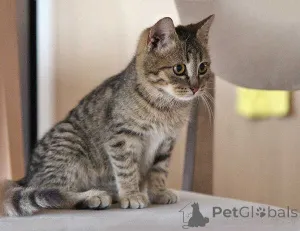 Дополнительные фото: Очаровательная Манечка, ласковый тигровый котенок ищет дом