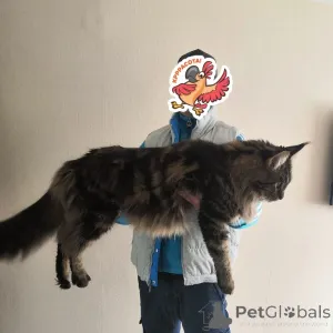 Дополнительные фото: Котята мейн кун