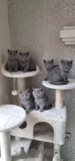 Фото №1. британская короткошёрстная - купить в Вайсвампач за договорная. Объявление №168875
