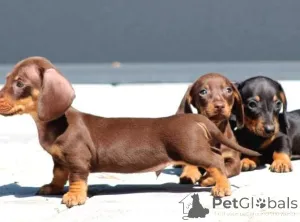 Фото №1. такса - купить в Аренсбург за договорная. Объявление №162381