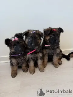 Фото №1. немецкая овчарка - купить в Дрезден за договорная. Объявление №158377