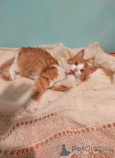 Дополнительные фото: Петя ищет себе уютный дом.