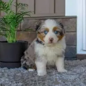 Фото №3. Preciosos cachoros de Pastor Australiano en Venta.  Испания