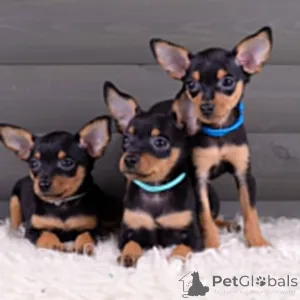 Фото №3.  Prager Rattler-Welpen Exklusiv für die 5-Sterne-Hotellerie .  Германия