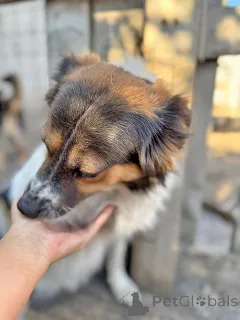 Фото №4. Продажа беспородную в Липецке из приюта - цена Бесплатно