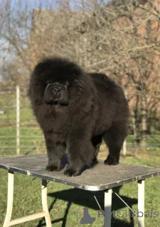 Дополнительные фото: Продается щенок чау-чау (мальчик)!