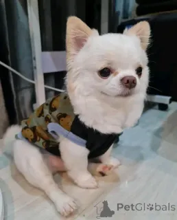 Фото №1. чихуахуа - купить в Баден-Бадене за договорная. Объявление №166385