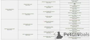 Дополнительные фото: Миниатюрный щенок шнауцера