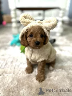 Фото №3. Дом декана Джанет Кей.  США