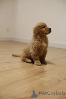 Дополнительные фото: ЗОЛОТОЙ РЕТРИВЕР-золотистые и темно-золотые щенки, ZKwP, после чемпионов,